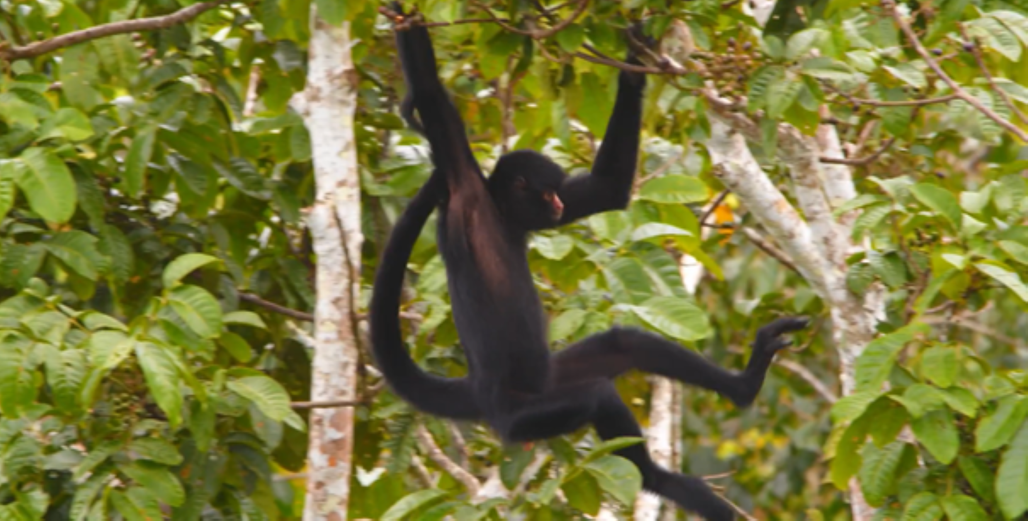 En ape slenger seg i treet