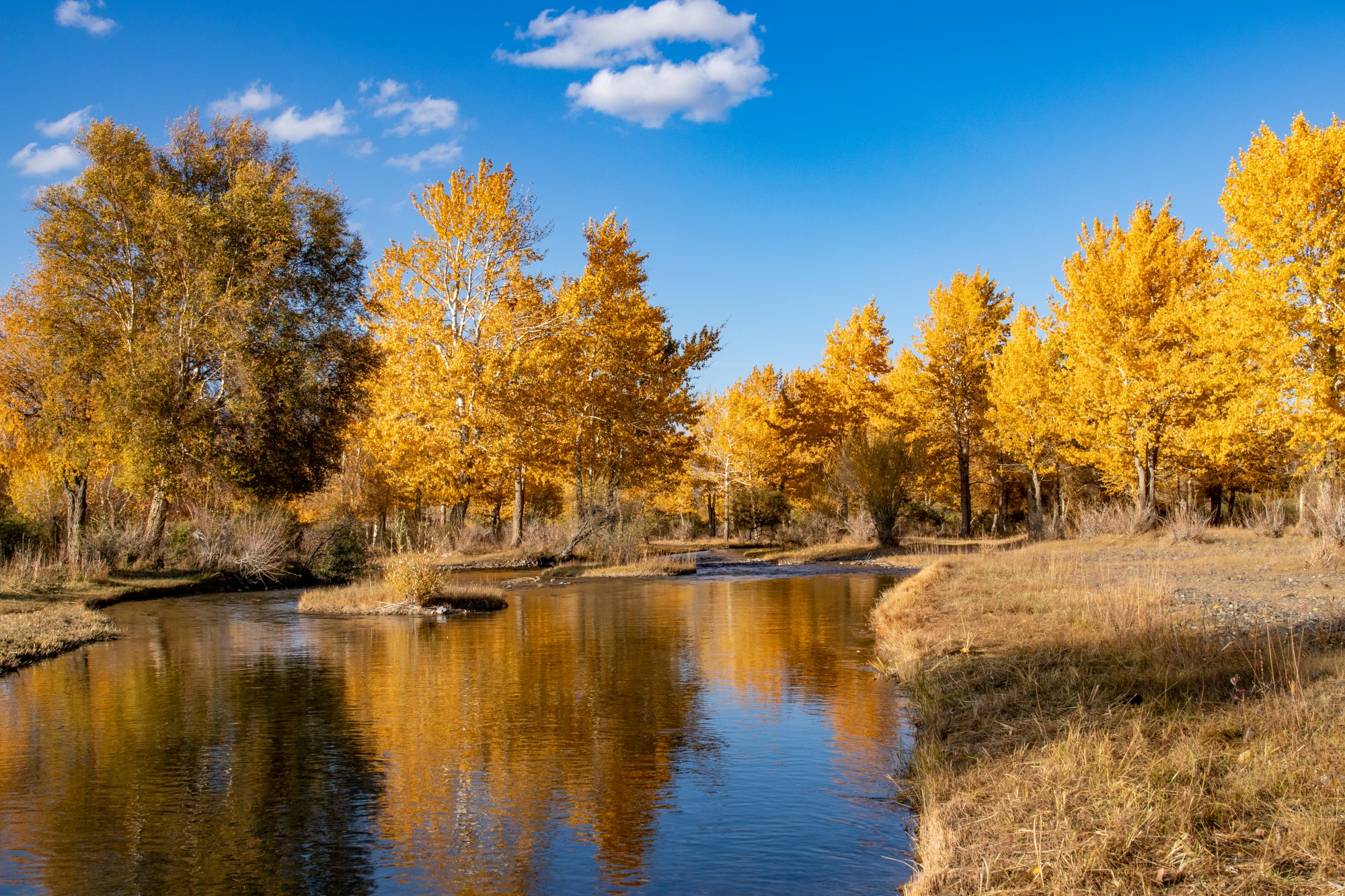 Tre i haustdrakt ved ei elv